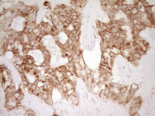 CD40 Antibody (aa21-166, clone OTI8B8)