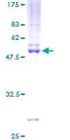 Human TFEC Protein (Recombinant GST)