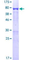 Human SMARCE1 / BAF57 Protein (Recombinant GST)