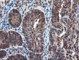 PSMA6 Antibody (clone OTI7C2)