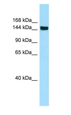 CD109 Antibody (aa483-532)