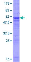 Human MARCH8 Protein (Recombinant GST)