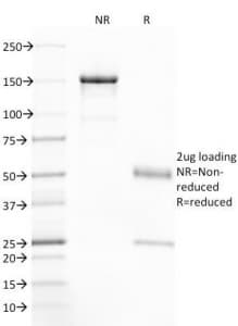 CFTR Antibody (clone CFTR/1785, Azide-free, BSA-free)