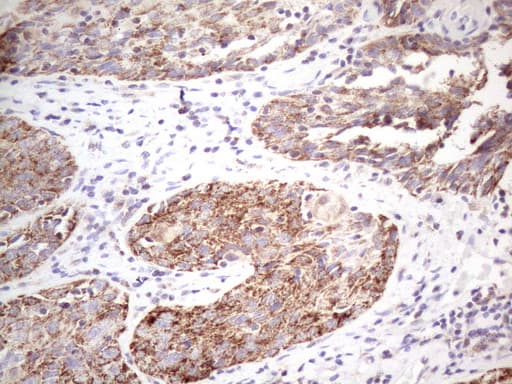 STOML2 Antibody (clone OTI1G6, Carrier-free)