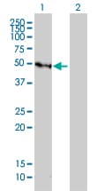GFI1 Antibody (clone 3G8)