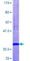 Human SELK / Selenoprotein K (Recombinant GST)