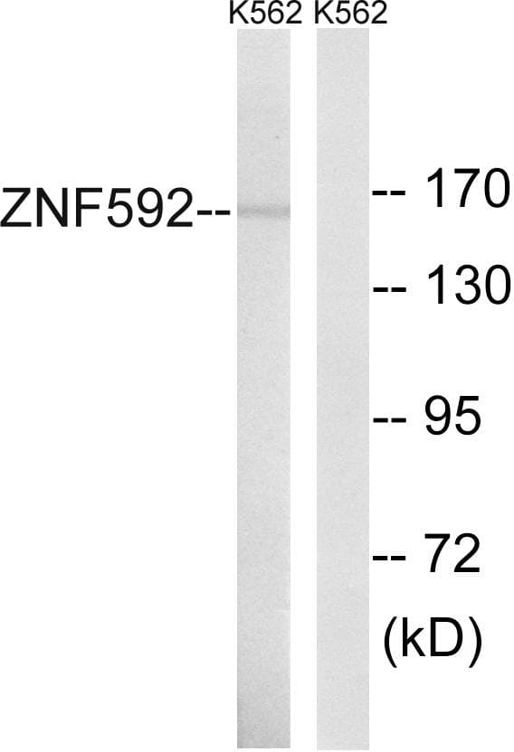 ZNF592 Antibody