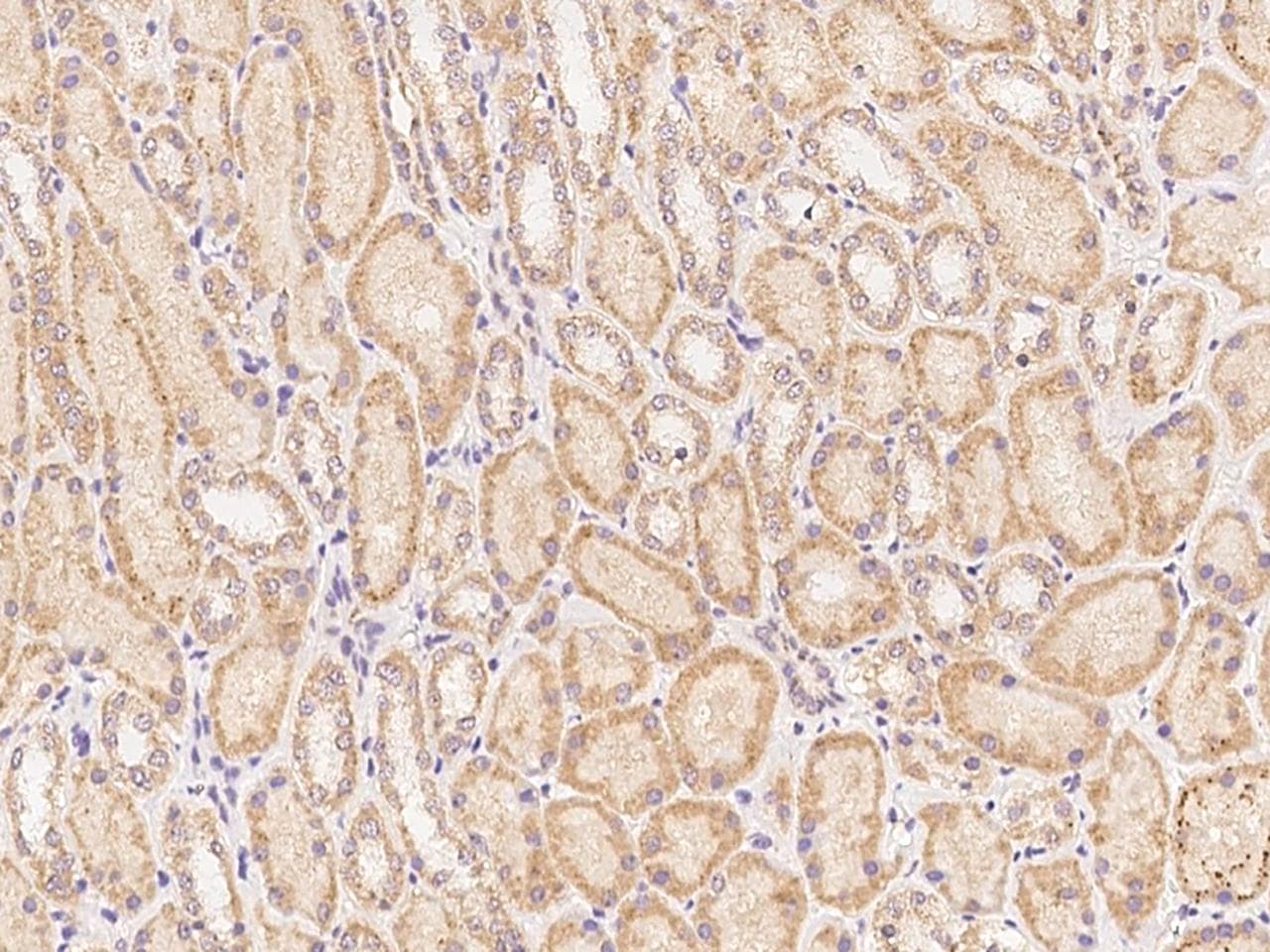 Polyclonal Rabbit anti-Human CLRN2 Antibody (IHC)