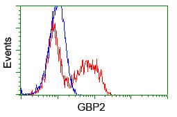 GBP2 Antibody (clone OTI1G1)