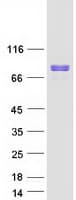Human WASF2 / SCAR2 Protein (Recombinant Myc-DDK (Flag))