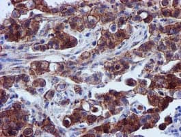EPN2 Antibody (clone OTI1C5, Carrier-free)