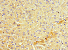 Polyclonal Rabbit anti-Human MANF / ARMET Antibody (aa25-182, IHC)