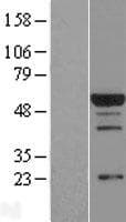 RBPJ Protein (Over-Expression Lysate Myc-DDK (Flag))