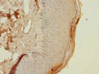 HLA-DOA Antibody