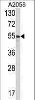 PDIA3 / ERp57 Antibody (aa446-475)