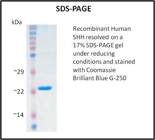 Human SHH / Sonic Hedgehog Protein (Recombinant)