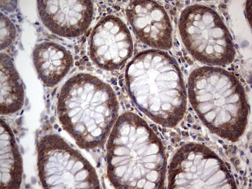 SNX12 Antibody (clone OTI7B3, Carrier-free)