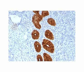 EMA / MUC1 Antibody (clone MUC1/967, Azide-free, BSA-free)