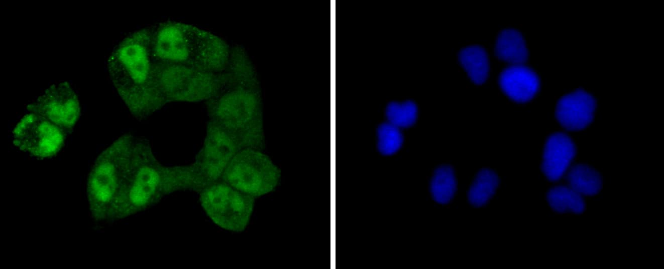 Monoclonal Rabbit anti-Human CREB1 / CREB Antibody (IHC, IF, WB)