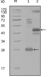 Monoclonal Mouse anti-Human MAP4K4 Antibody (clone 4H9E7, WB)