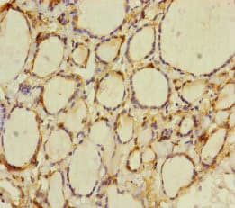 CRBN / Cereblon Antibody