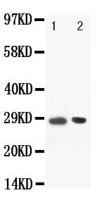 Polyclonal Rabbit anti-Mouse POU2AF1 / BOB1 Antibody (aa238-256, IHC, WB)