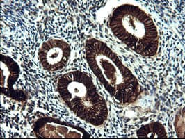 EPCAM Antibody (clone OTI1H2)