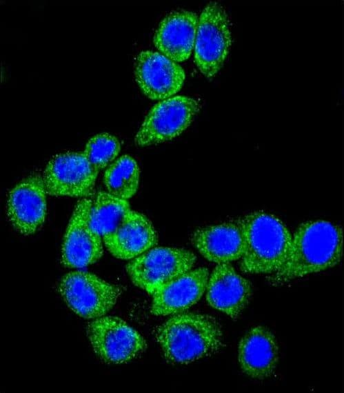 CD46 Antibody (aa317-343)