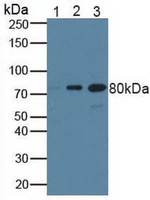BRCA1 Antibody (aa19-83, APC)