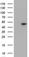 TDO2 Antibody (clone OTI1D1)