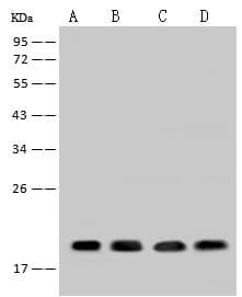 SUMO4 Antibody