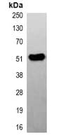 TUBB2A / Tubulin Beta 2A Antibody