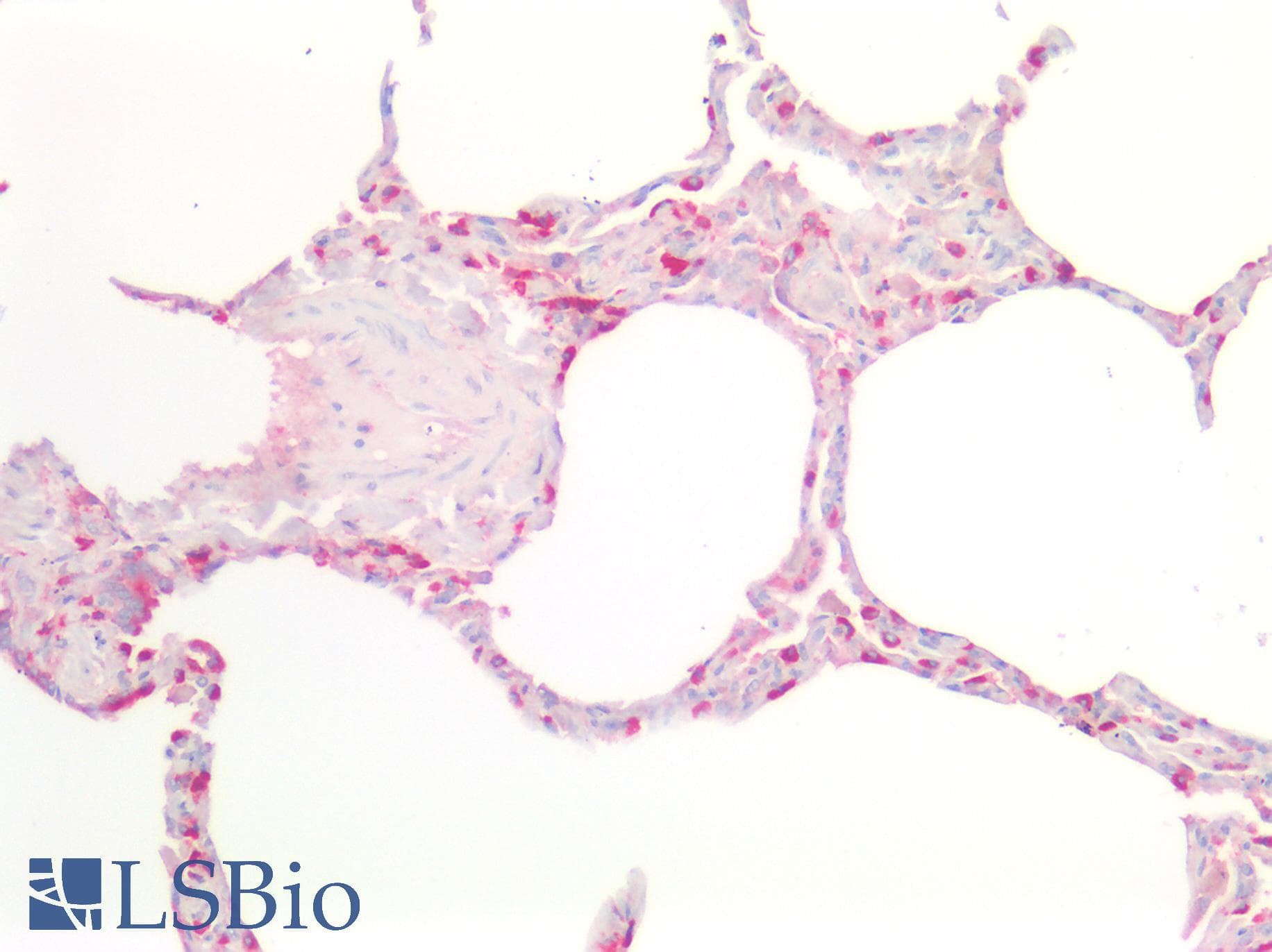 PathPlus™ CD63 Antibody (clone MX-49.129.5)