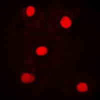 UBAP2L Antibody (Internal)