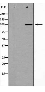 DLG4 / PSD95 Antibody