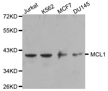 Polyclonal Rabbit anti-Human MCL1 / MCL 1 Antibody (WB)
