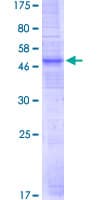 Human OR51E1 Protein (Recombinant GST)