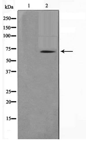 Nor-1 / NR4A3 Antibody