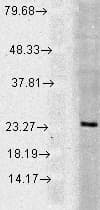 RAB5 Antibody (APC)