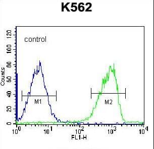 SH3TC1 Antibody (aa1026-1055)