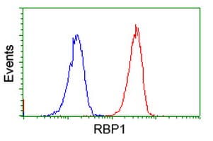 RBP1 / CRBP Antibody (clone OTI2H3)