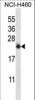 Polyclonal Rabbit anti-Human IL13 Antibody (aa118-146, IHC, IF, WB)