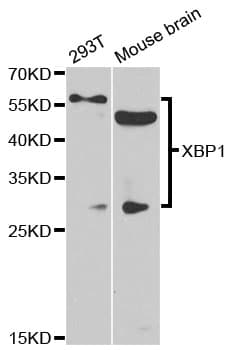 XBP1 Antibody