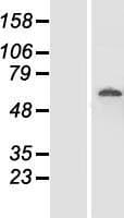 FAM111A Protein (Over-Expression Lysate Myc-DDK (Flag))