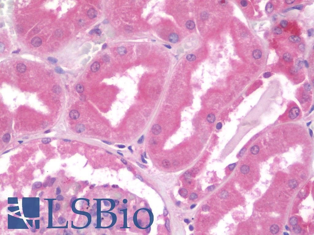 IHC-plus™ HAND1 Antibody (clone 1G10)