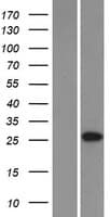 C6orf62 Protein (Over-Expression Lysate Myc-DDK (Flag))