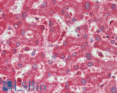 IHC-plus™ VIPERIN / RSAD2 Antibody (aa42-361)