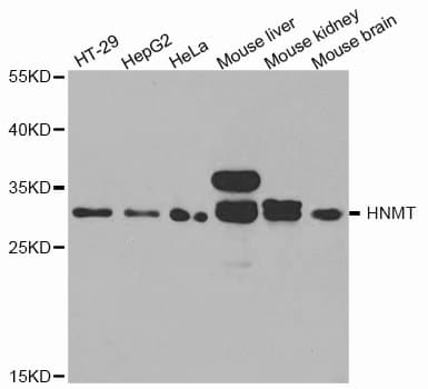 HMT / HNMT Antibody