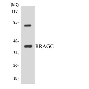 IHC-plus™ Polyclonal Rabbit anti-Human RRAGC / RAGC Antibody (aa266-315, IHC, WB)