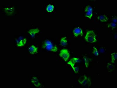 IHC-plus™ FLT3LG / Flt3 Ligand Antibody (aa27-184)